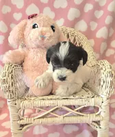 Meadow, a female Miniature Schnauzer for sale in Long Prairie, MN – 3 of 3