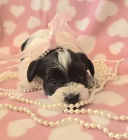 Meadow, a female Miniature Schnauzer for sale in Long Prairie, MN – 2 of 3