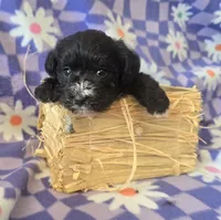 Pepper, a female Miniature Schnauzer for sale in Long Prairie, MN – 2 of 3