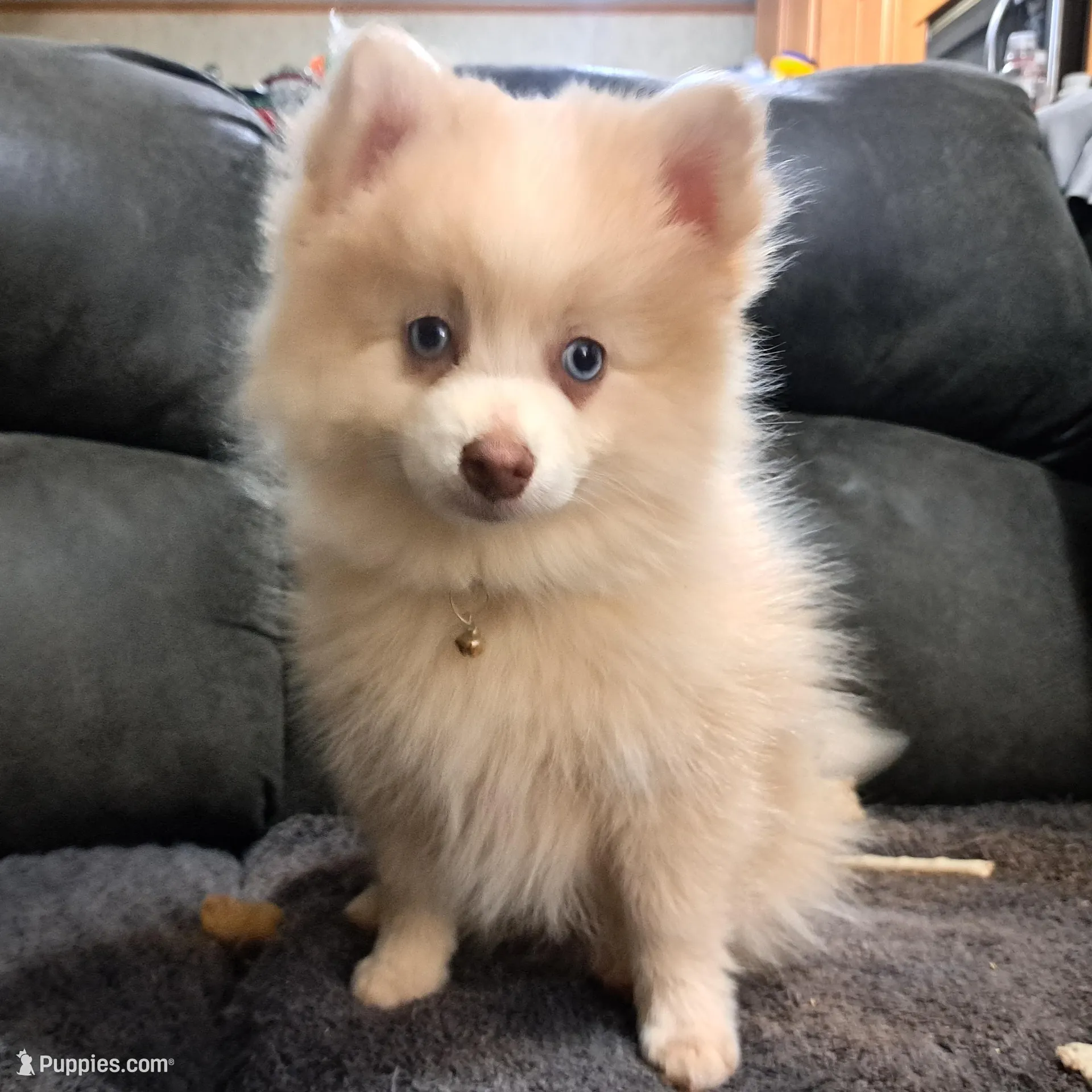 Tiny- F2B Mini Pomsky