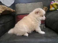 processed/253b0d93-c331-4bb4-8b36-9b6df43f80c4/listing/3efa9b4d-c682-43c8-b911-9e2f963c020e/62fa98e7-9d14-446a-8a74-09fbc8b42698