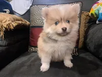 Male B F2B Mini Pomsky, a male Pomsky for sale in Hickory, NC – Photo 1 of 7