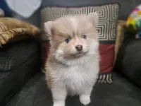 Male B F2B Mini Pomsky, a male Pomsky for sale in Hickory, NC – Photo 2 of 7