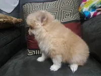 Male B F2B Mini Pomsky, a male Pomsky for sale in Hickory, NC – Photo 3 of 7