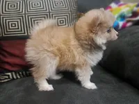 Male B F2B Mini Pomsky, a male Pomsky for sale in Hickory, NC – Photo 4 of 7