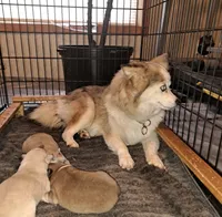 Male B F2B Mini Pomsky, a male Pomsky for sale in Hickory, NC – Photo 7 of 7