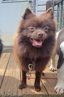 Male B F2B Mini Pomsky, a male Pomsky for sale in Hickory, NC – Photo 5 of 7