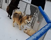 Male B, a male Pomeranian for sale in Hickory, NC – Photo 6 of 8