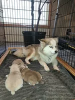 Male B, a male Pomeranian for sale in Hickory, NC – Photo 7 of 8