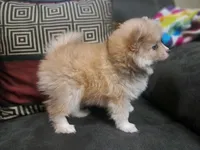 Male B, a male Pomeranian for sale in Hickory, NC – Photo 3 of 8