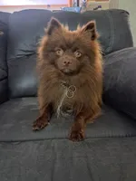 Male B, a male Pomeranian for sale in Hickory, NC – Photo 8 of 8