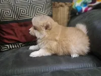 Male B, a male Pomeranian for sale in Hickory, NC – Photo 4 of 8