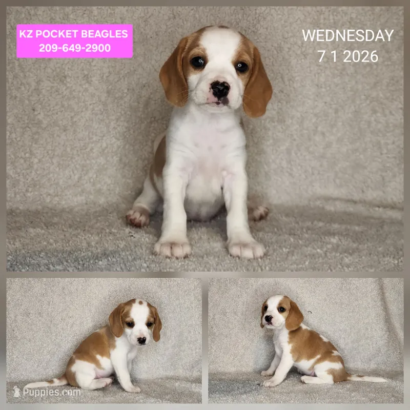 Chardonnay – Beagle puppy for sale in Red Bluff, CA