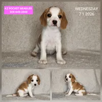 Chardonnay, a female Beagle for sale in Red Bluff, CA – 1 of 1
