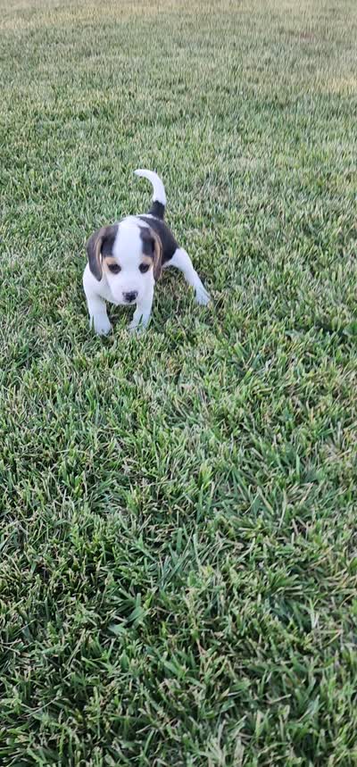 Snoopy - Pocket Beagle, a male Beagle for sale in Red Bluff, CA – 4 of 4