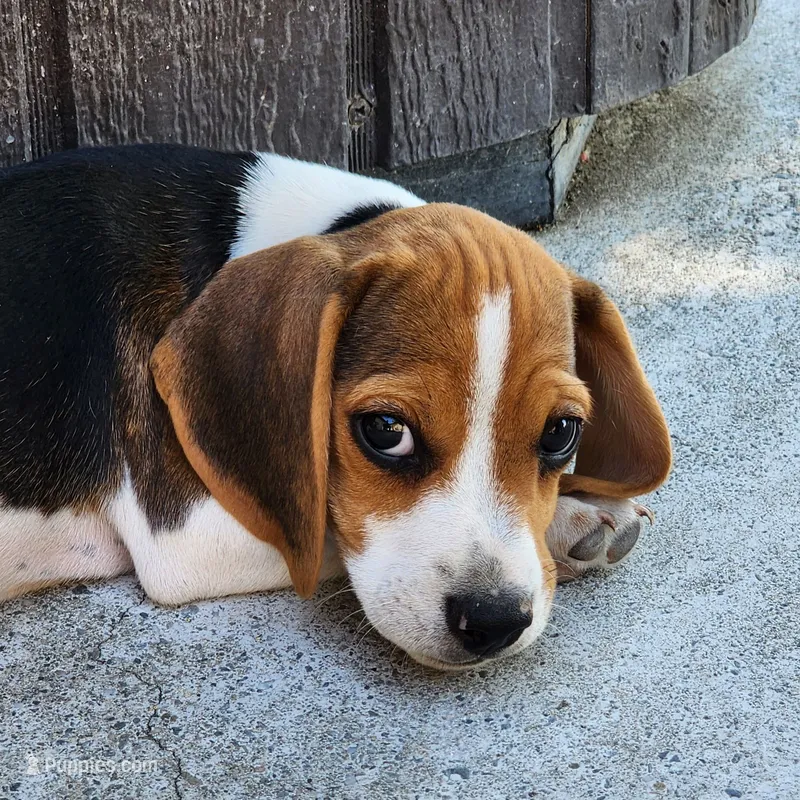 Mickey - Pocket Beagle – Beagle puppy for sale in Red Bluff, CA