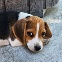 Mickey - Pocket Beagle, a male Beagle for sale in Red Bluff, CA – 1 of 2