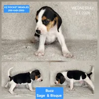 Buzz - Pocket Beagle, a male Beagle for sale in Red Bluff, CA – 1 of 1