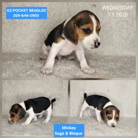 Mickey - Pocket Beagle, a male Beagle for sale in Red Bluff, CA – 1 of 1