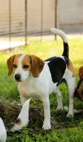GUS - Pocket Beagle, a male Beagle for sale in Red Bluff, CA – 7 of 7
