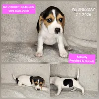 Melody - Pocket Beagle, a female Beagle for sale in Red Bluff, CA – 1 of 1