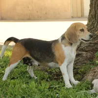 GUS - Pocket Beagle, a male Beagle for sale in Red Bluff, CA – 6 of 7