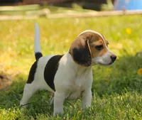 GUS - Pocket Beagle, a male Beagle for sale in Red Bluff, CA – 2 of 7