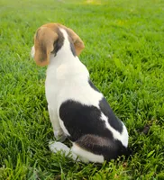 Milo - Pocket Beagle, a male Beagle for sale in Red Bluff, CA – 4 of 8