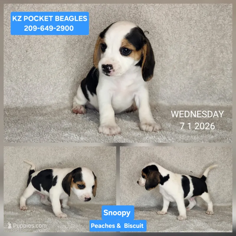 Snoopy - Pocket Beagle – Beagle puppy for sale in Red Bluff, CA