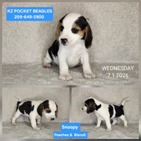 Snoopy - Pocket Beagle, a male Beagle for sale in Red Bluff, CA – 1 of 4