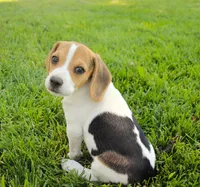 Milo - Pocket Beagle, a male Beagle for sale in Red Bluff, CA – 6 of 8