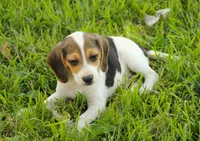 GUS - Pocket Beagle, a male Beagle for sale in Red Bluff, CA – 5 of 7