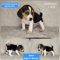 Duke - Pocket Beagle, a male Beagle for sale in Red Bluff, CA – 1 of 1