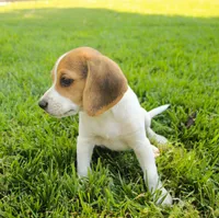 Milo - Pocket Beagle, a male Beagle for sale in Red Bluff, CA – 2 of 8