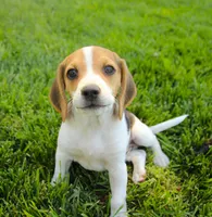 Milo - Pocket Beagle, a male Beagle for sale in Red Bluff, CA – 3 of 8