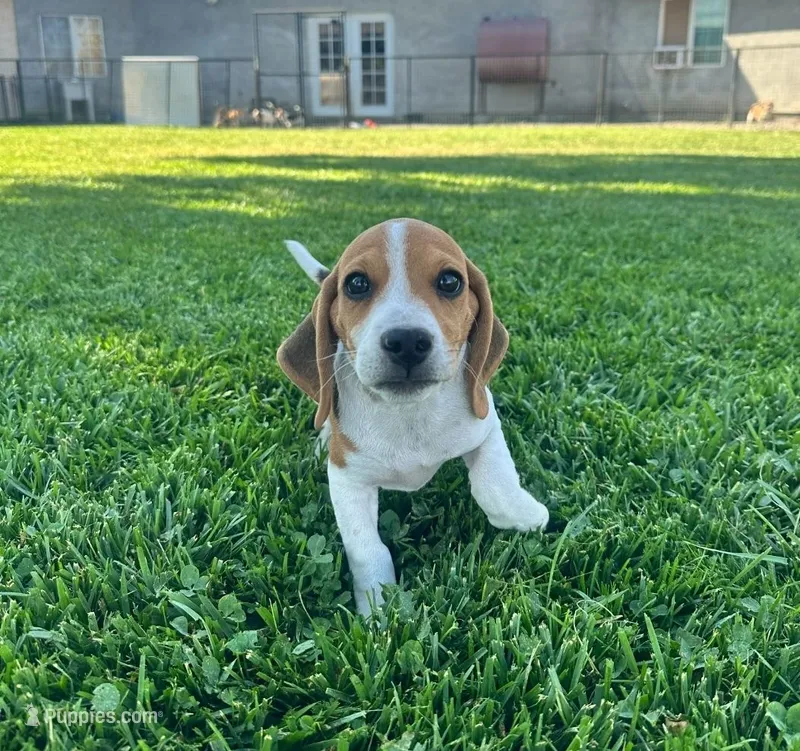 Mickey - Pocket Beagle – Beagle puppy for sale in Red Bluff, CA
