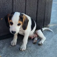 Snoopy - Pocket Beagle, a male Beagle for sale in Red Bluff, CA – 3 of 5