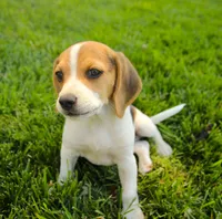 Milo - Pocket Beagle, a male Beagle for sale in Red Bluff, CA – 5 of 8