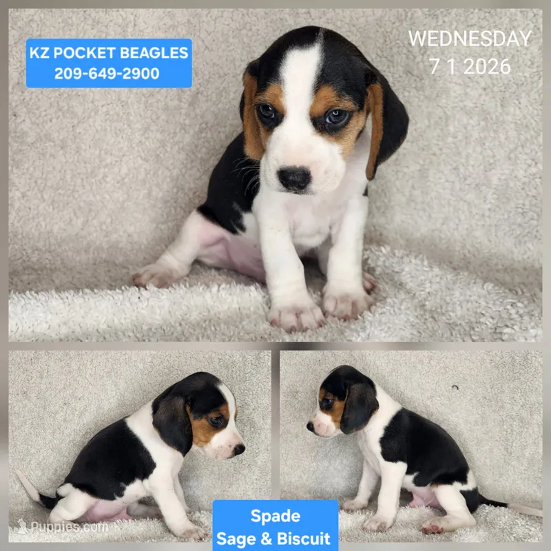 Spade - Pocket Beagle – Beagle puppy for sale in Red Bluff, CA