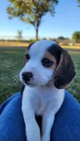 Snoopy - Pocket Beagle, a male Beagle for sale in Red Bluff, CA – 2 of 4