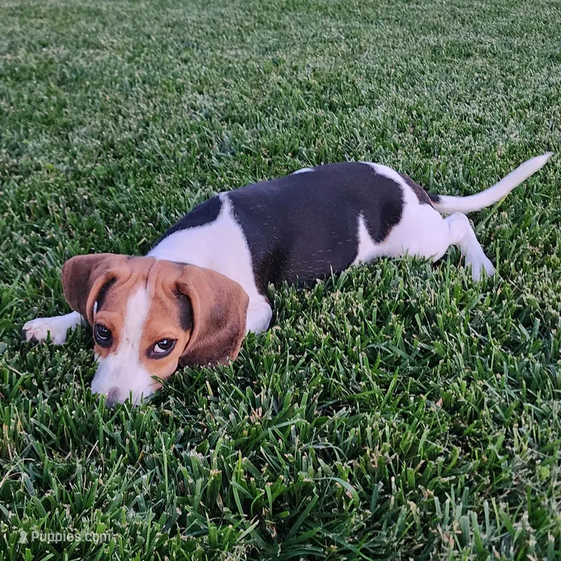 Buzz - Pocket Beagle – Beagle puppy for sale in Red Bluff, CA