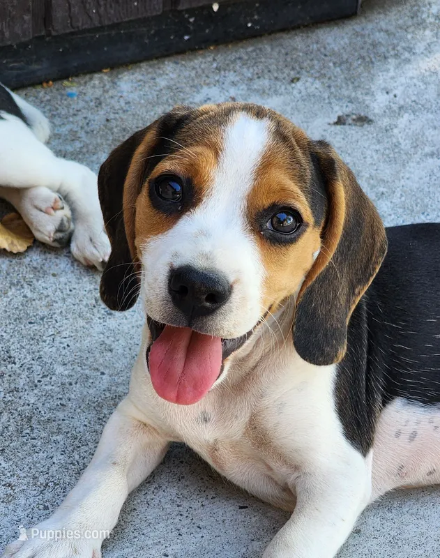Buzz - Pocket Beagle – Beagle puppy for sale in Red Bluff, CA