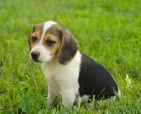 GUS - Pocket Beagle, a male Beagle for sale in Red Bluff, CA – 4 of 7