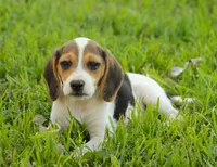 GUS - Pocket Beagle, a male Beagle for sale in Red Bluff, CA – 1 of 7