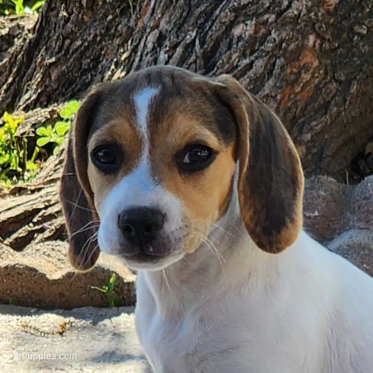 Melody - Pocket Beagle – Beagle puppy for sale in Red Bluff, CA