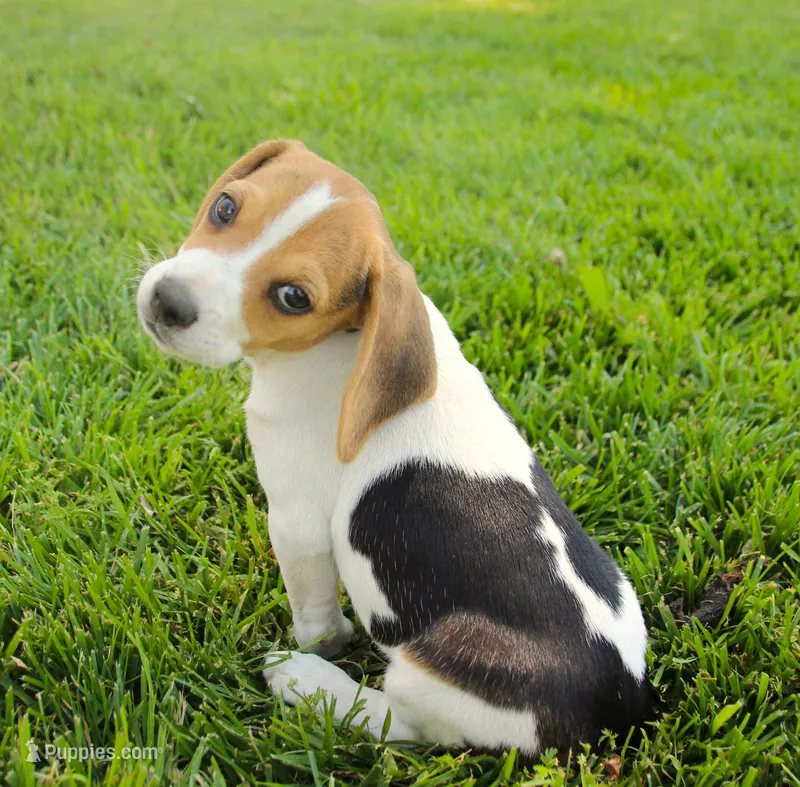 Milo - Pocket Beagle – Beagle puppy for sale in Red Bluff, CA