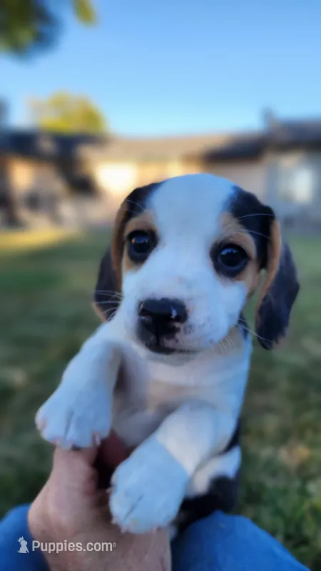 Snoopy - Pocket Beagle – Beagle puppy for sale in Red Bluff, CA