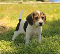 GUS - Pocket Beagle, a male Beagle for sale in Red Bluff, CA – 3 of 7