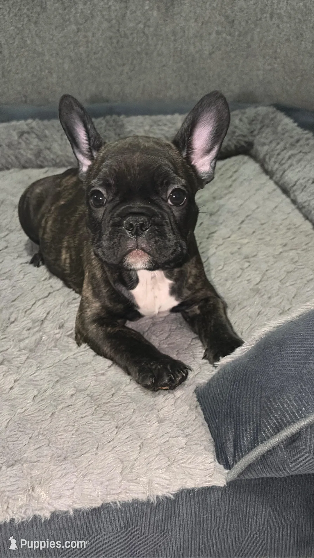 Drako, a male French Bulldog for sale in New Caney, TX – Photo 2 of 3