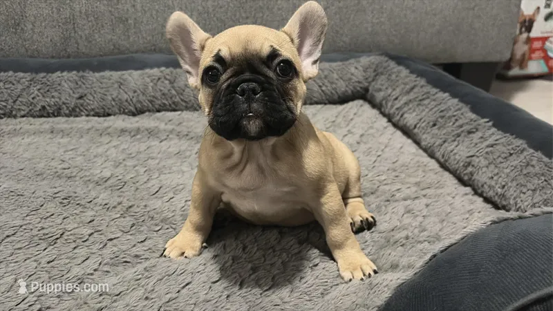 Chloe – French Bulldog puppy for sale in New Caney, TX